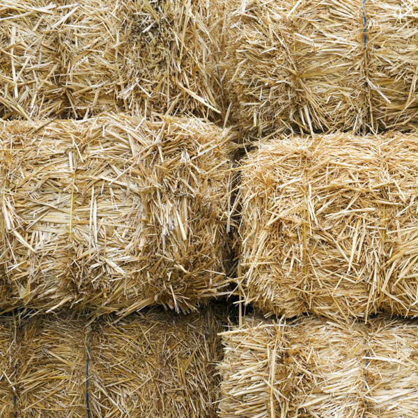 BIO - Gerstenstroh