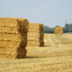 Hafer Großballen – 75 t